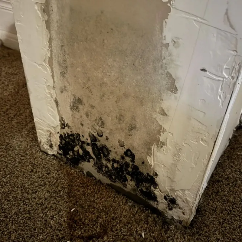Professional Mold Removal in Wyndham, VA